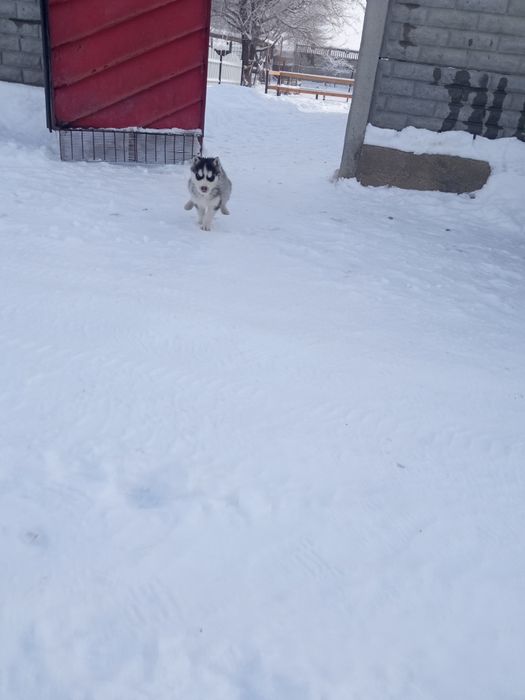 Хаски девочка 1,5месяц