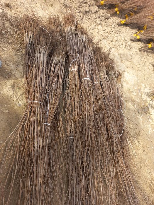 Вяз оптом      .