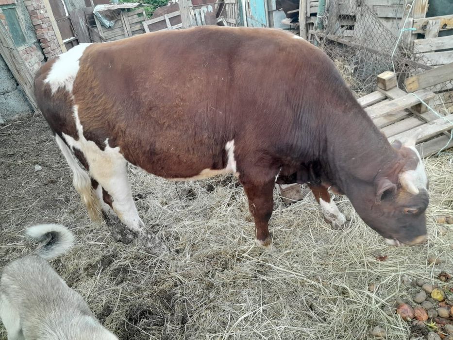 Продам быка,дойную корову