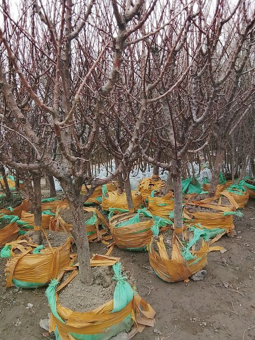 Мевали кучатлар бир ёшдан олти ёшгача бор 25000 мингдан 500000 мингча