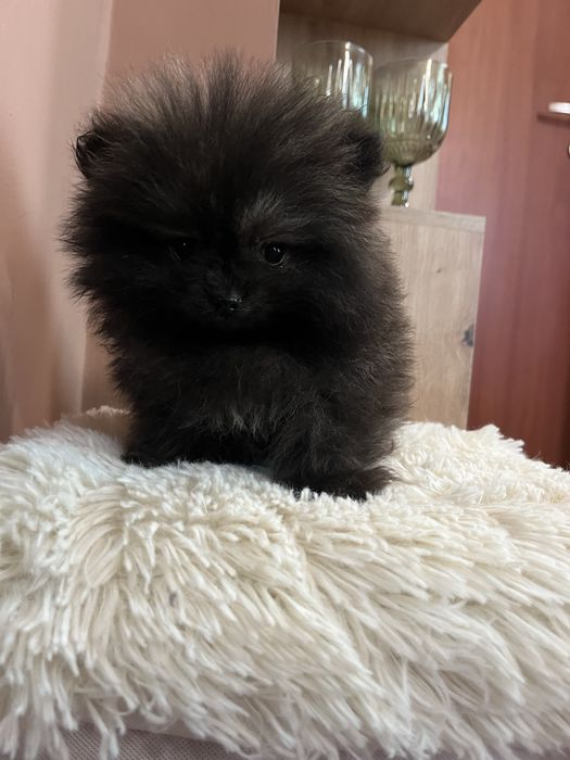 Померани момче и момиче