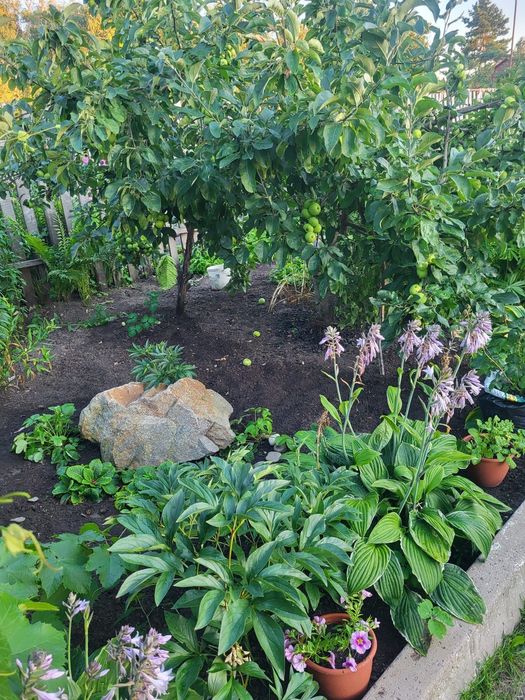 Продам дачу. (Энергостроитель)