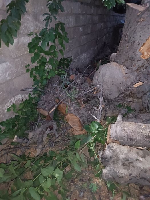 Продается дрова ўтин сотилади срочно