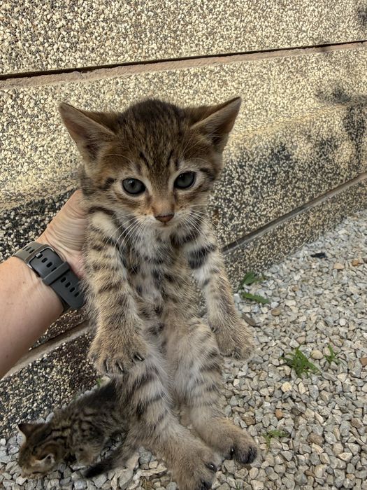 Подаряват се котета