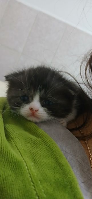 Продам котят 1 месяц