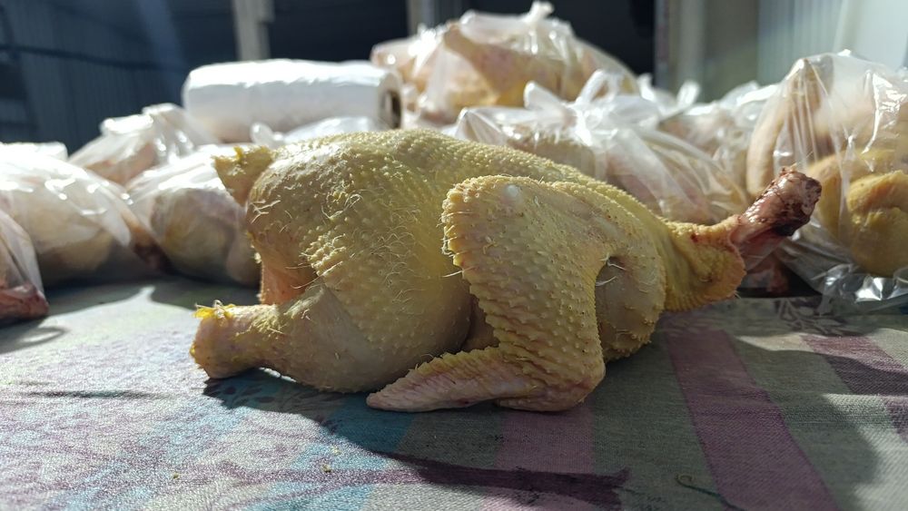 Куры бройлера домашняя