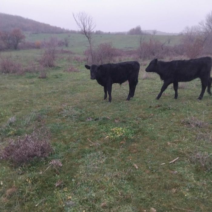 Мъжки телета месодайни