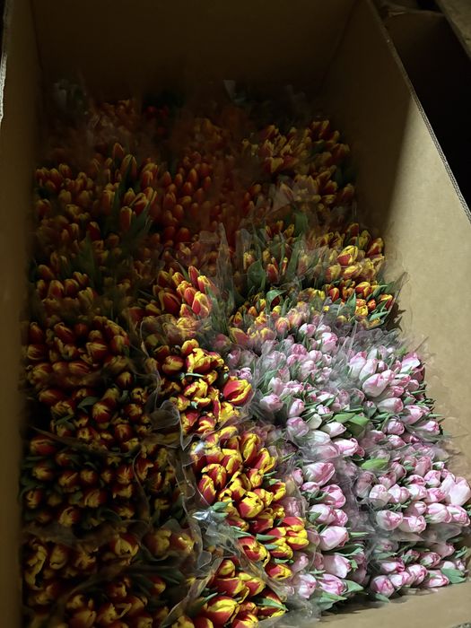 Крупный тюльпан Астана