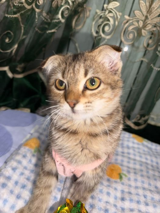Ласка котёнок подросток