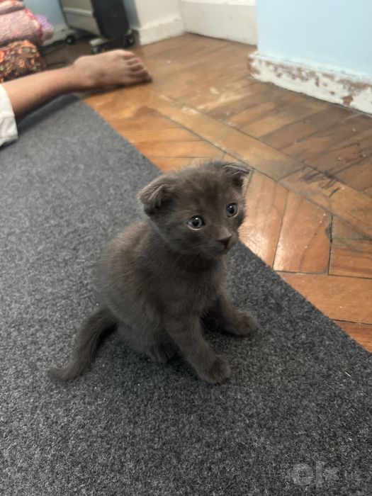 Продам милого котёнка, здоровый и игривый