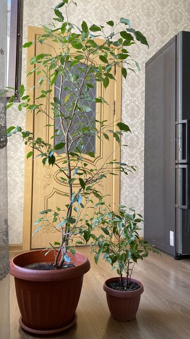 Фикус Бенджемина