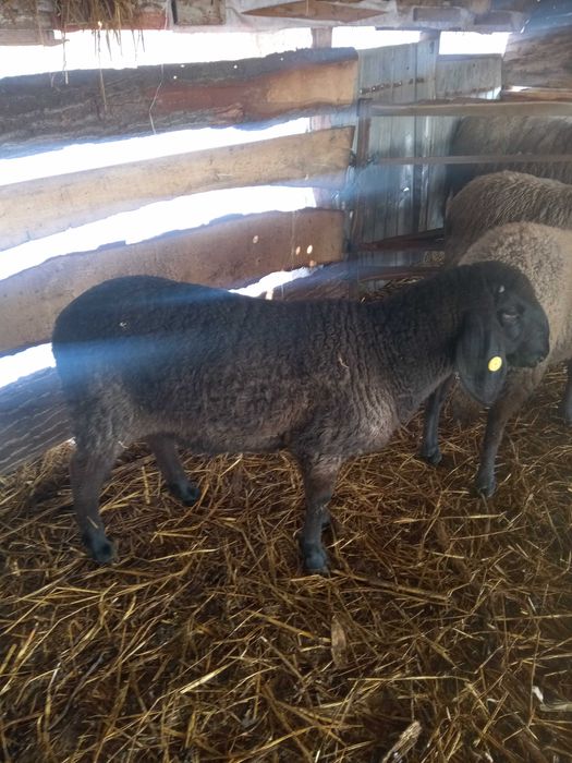 Berbecuți de prăsilă cap negru de Teleorman de vânzare