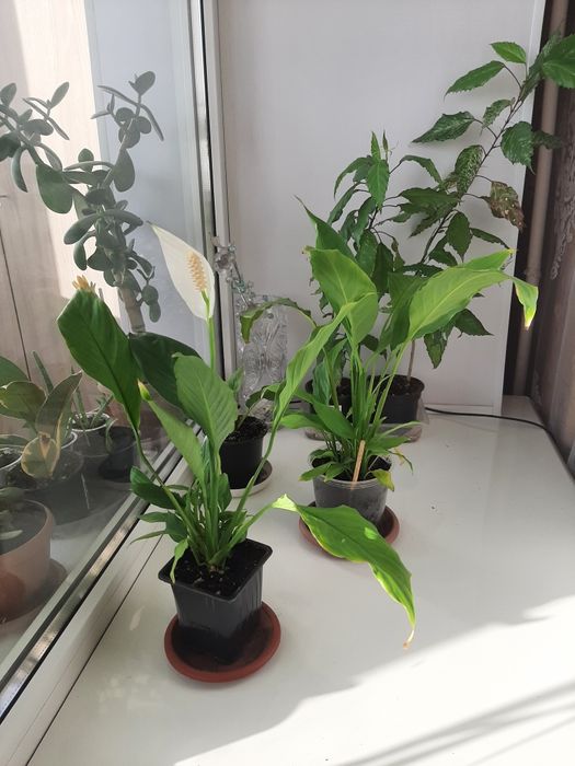 Комнатные растения