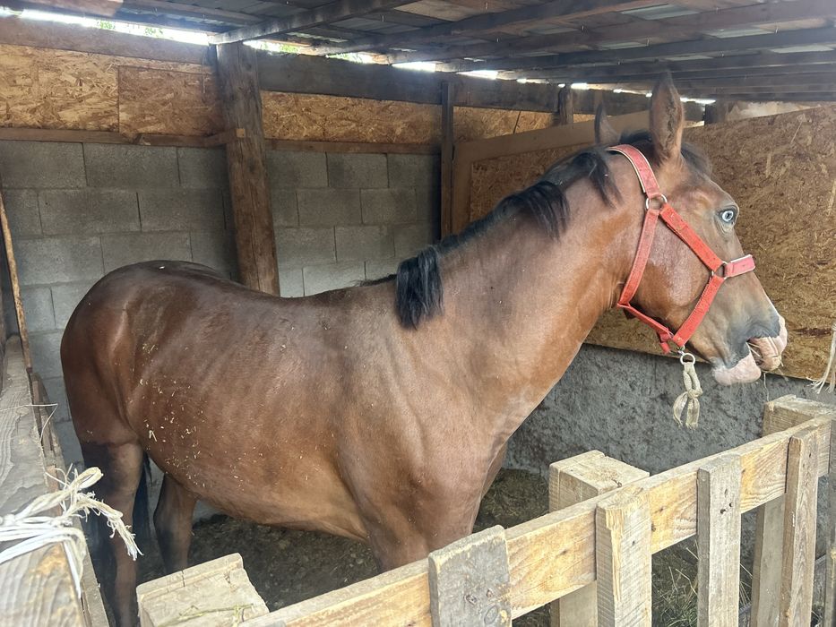 Продам весь скот