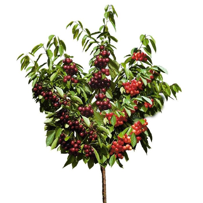 Pomi Fructiferi Duo ( VISIN )