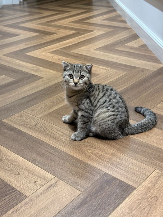 Котенок вислоухий