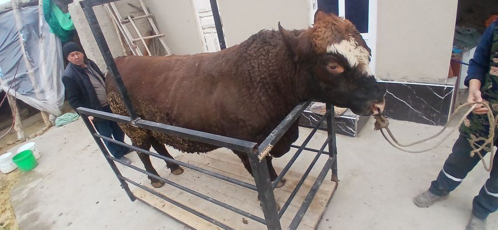 Tarozi mol olchash xizmati