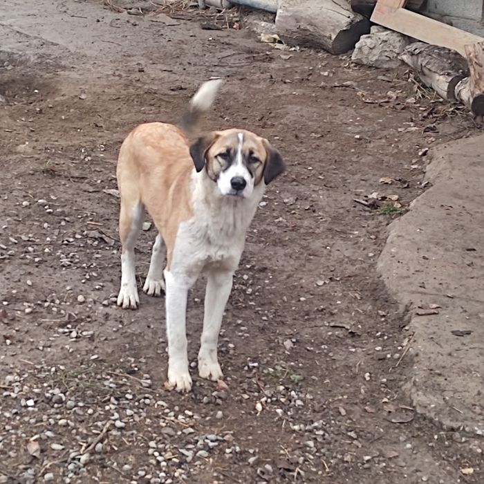 Отдам собаку без оплаты.