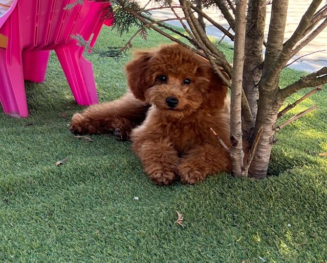 Poodle caniche maro pitic