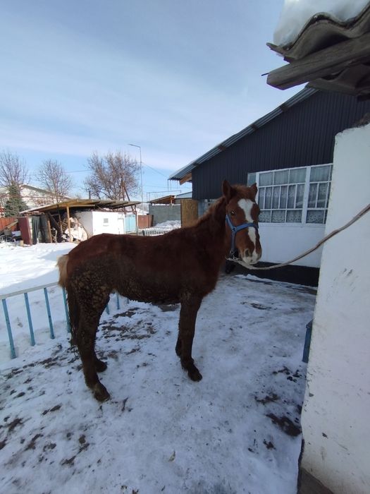 Продам лошадь жебчика