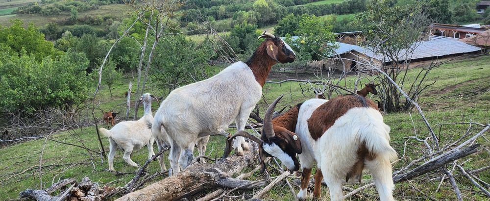 Capre  boer oferta !