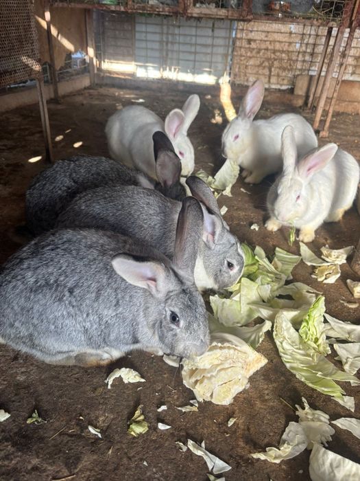 Iepuri de sacrificat