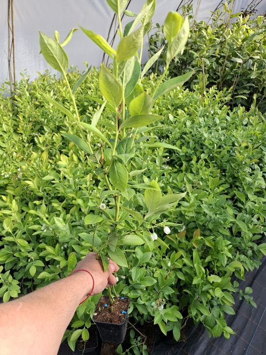 Американска боровинка в саксия 30 50см