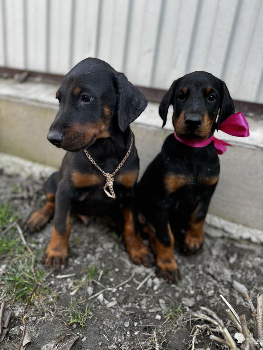 Срочно! Щенки доберма