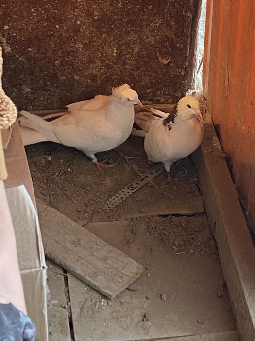 Голуб,голубка,голубей