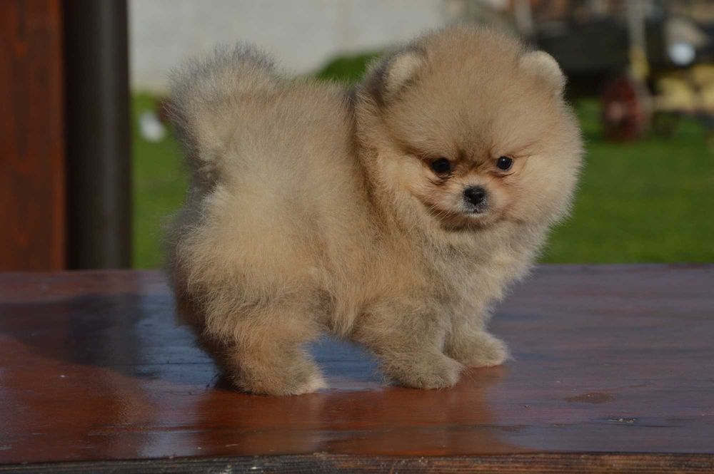 Померан мини baby face