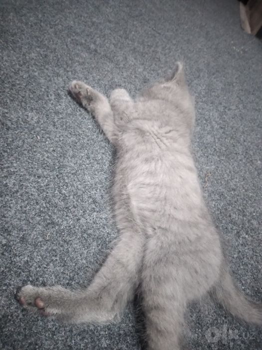 Scottish Fold zot mushuk