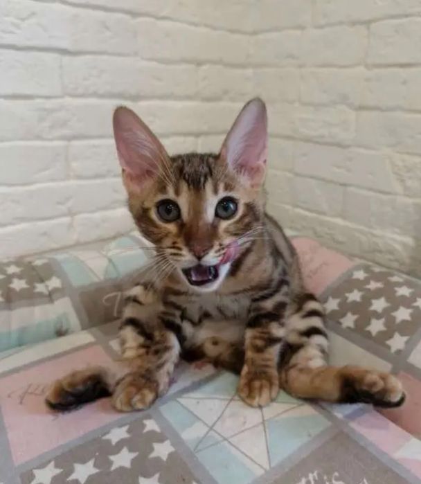 Бенгальские котята