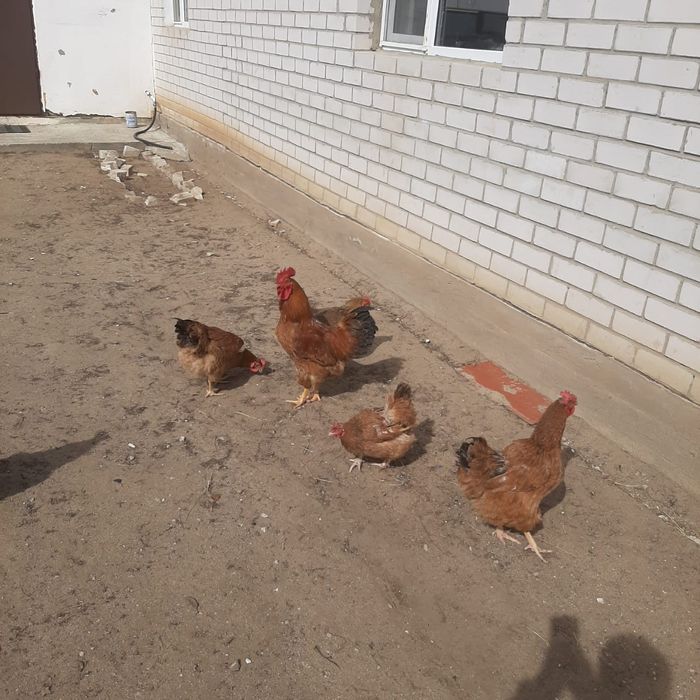 Продам петух домашний