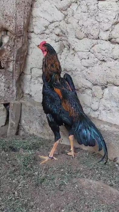 Дакан мошный зат