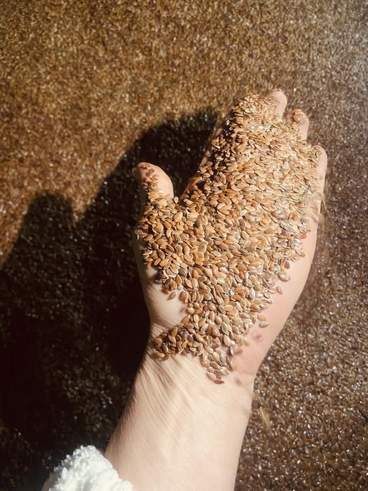 Семена льна сорт Северный