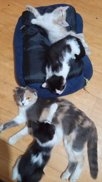 Котята бесплатно
