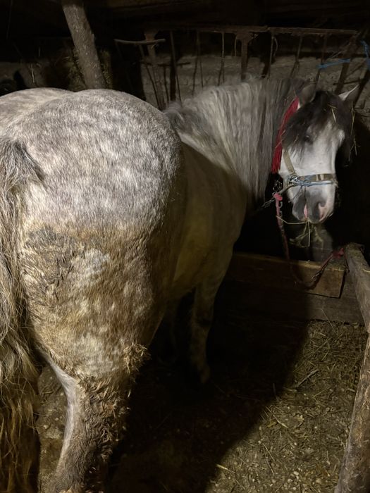 De vanzare armasar cuminte,se probeaza cum doreste clientul