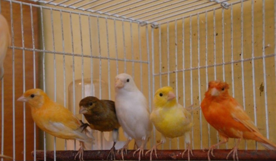 Канарейки на выбор
