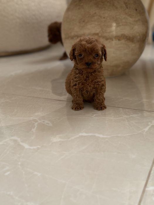 Пудел Той/Poodle Toy