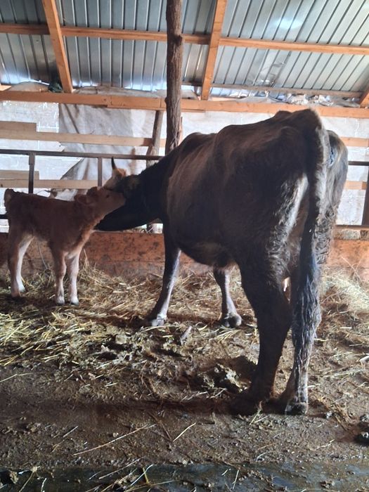 Vând vaca fatata cu vitea