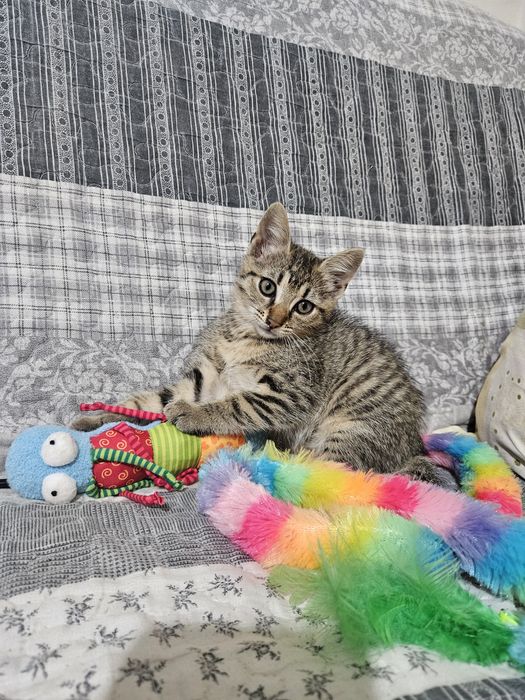 Pisicuta pentru adoptie
