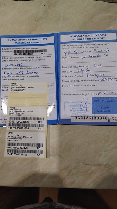Померан мини шпиц момче на пет месеца  с ваксини и паспорт