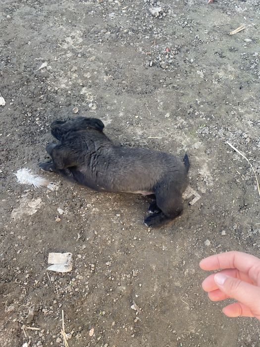 Щенок в добрые руки