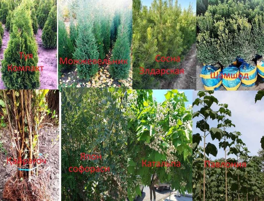 Саженцы декоративных деревьев - Манзарали дарахт кўчатлари