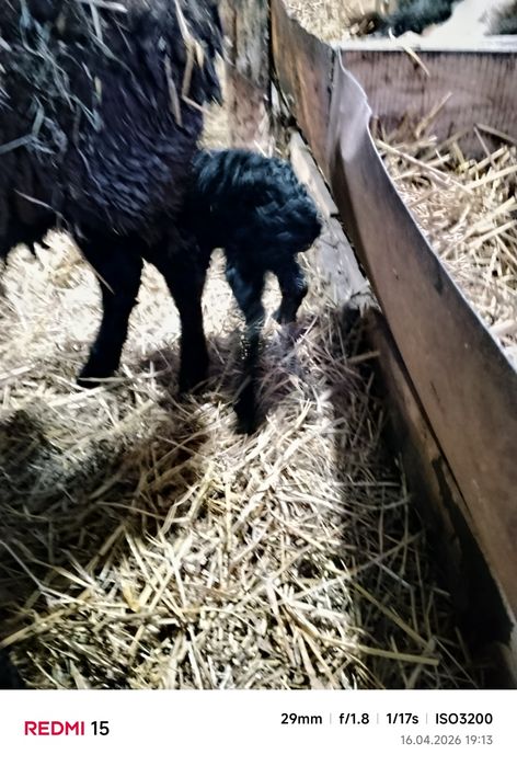 Продам овцу с ягненком