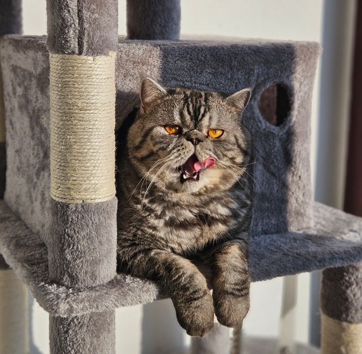 Motan Exotic shorthair