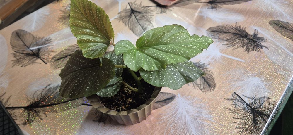 Продам комнатные растения