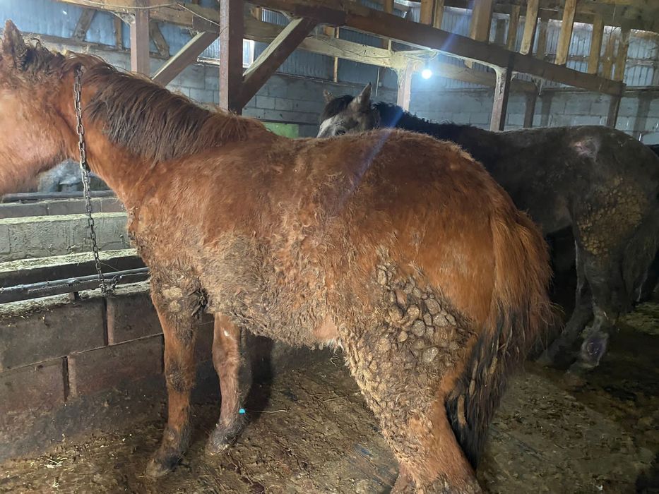 Продам Лошадей .