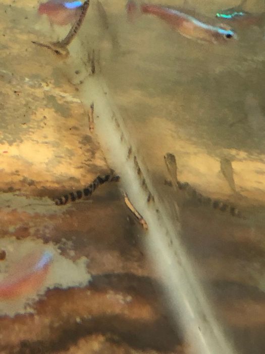 Kuhli loach sanitari