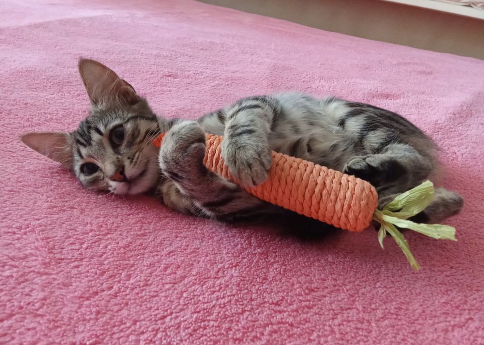 Отдаем очаровательных котят